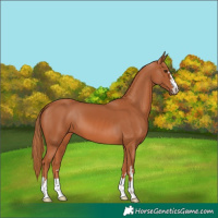 Horse Color:Chestnut 