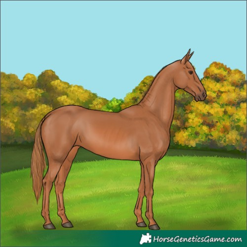 Horse Color:Chestnut 