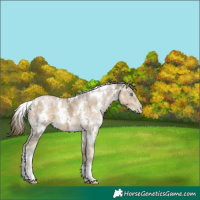 Horse Color:White Spotted Buckskin Ice Pearl 