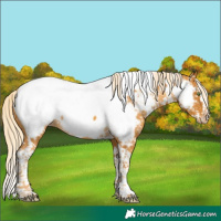 Horse Color:Gold Cream Champagne Splash Tobiano Appaloosa