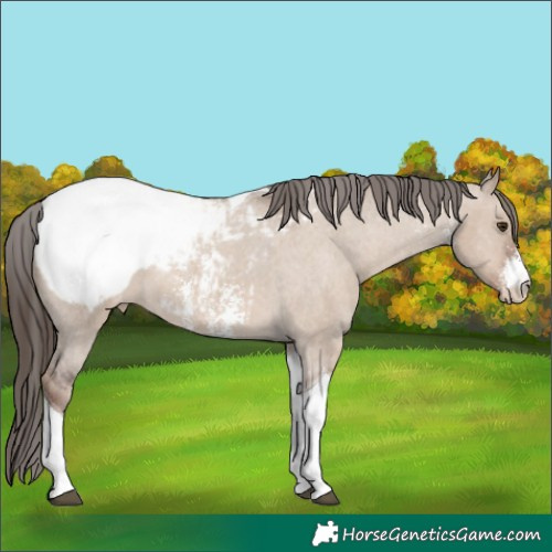 Horse Color:Liver Red Dun Sabino Tobiano Appaloosa 
