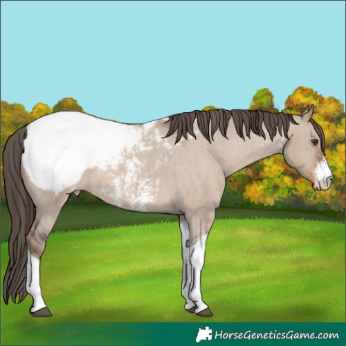 Horse Color:Liver Red Dun Sabino Tobiano Appaloosa 