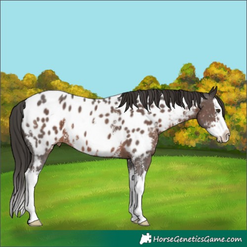 Horse Color:Liver Chestnut Sabino Splash Appaloosa 