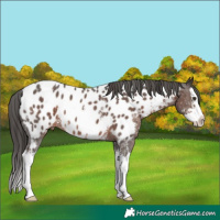 Horse Color:Liver Chestnut Sabino Splash Appaloosa 