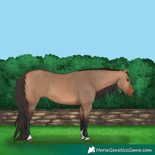 Horse Color:Bay Dun 