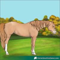 Horse Color:Gold Champagne Splash Tobiano