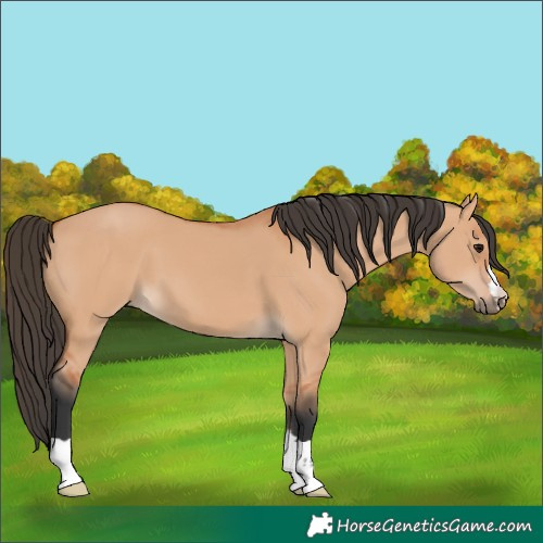 Horse Color:Bay Dun