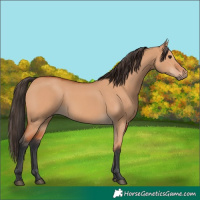 Horse Color:Bay Dun
