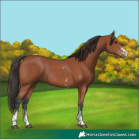 Horse Color:Bay Sabino Rabicano  and Bay Sabino Rabicano 