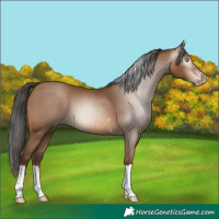 Horse Color:Gray Amber Champagne Tobiano 