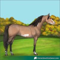 Horse Color:Bay Dun  and Bay Dun Frame 