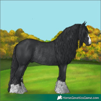 Horse Color:Black Rabicano 