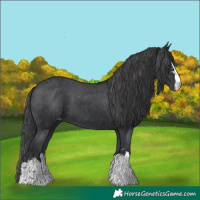 Horse Color:Black Appaloosa 