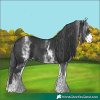 Horse Color:White Spotted Black Rabicano