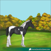 Horse Color:Black Tobiano Rabicano 
