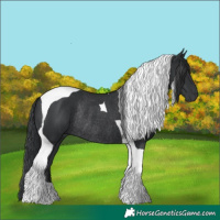 Horse Color:Black Tobiano Rabicano 