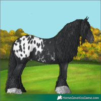 Horse Color:Black Appaloosa