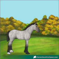 Horse Color:Grullo Roan Rabicano 