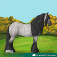 Horse Color:Grullo Roan Rabicano 