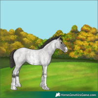 Horse Color:Grullo Roan Sabino Appaloosa Rabicano 