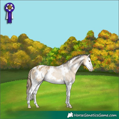 Horse Color:White Spotted Buckskin Dun Splash Appaloosa Rabicano 