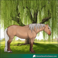 Horse Color:Silver Bay Dun