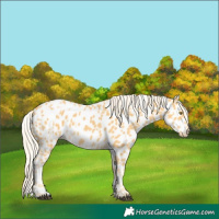 Horse Color:Palomino Leopard and Palomino Leopard