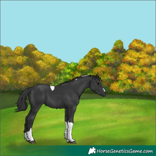 Horse Color:Black Tobiano 