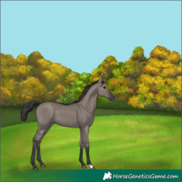 Horse Color:Grullo