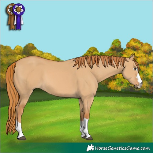 Horse Color:Red Dun