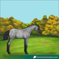 Horse Color:Blue Roan