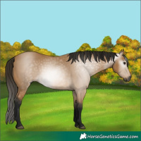 Horse Color:Gray Buckskin 
