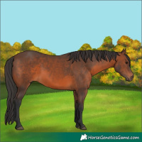Horse Color:Brown 