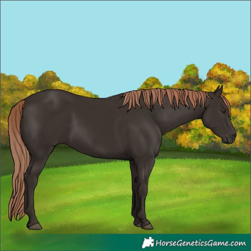 Horse Color:Liver Chestnut