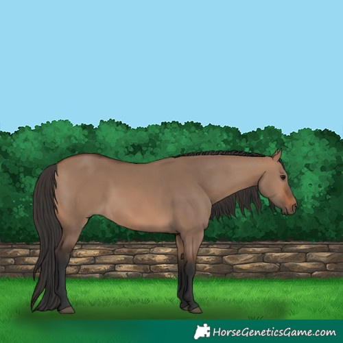 Horse Color:Brown Dun 