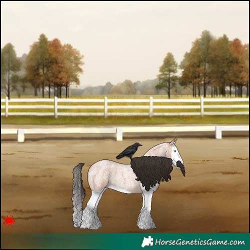Horse Color:Bay Roan Splash 