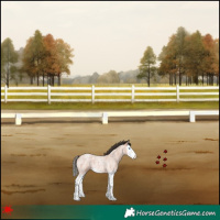 Horse Color:Bay Roan Splash 