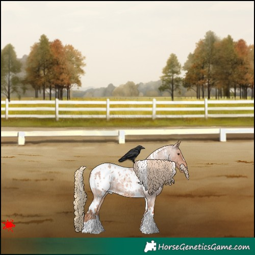 Horse Color:White Spotted Red Roan Appaloosa 