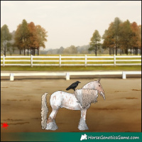Horse Color:White Spotted Red Roan Appaloosa 