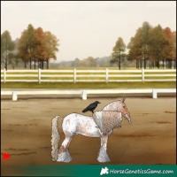 Horse Color:White Spotted Red Roan Appaloosa 