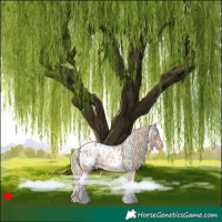 Horse Color:White Spotted Red Roan Appaloosa 