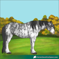 Horse Color:Black Sabino 