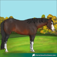 Horse Color:Brown 