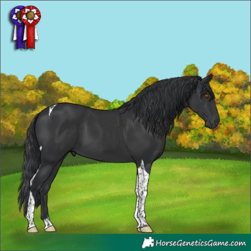 Horse Color:Black Tobiano 