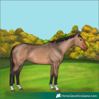 Horse Color:Bay Dun