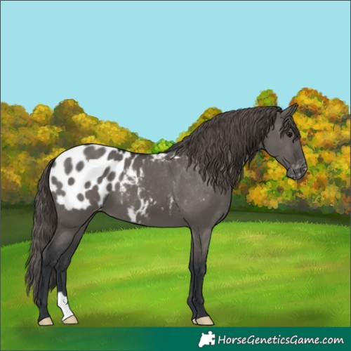 Horse Color:Grullo Appaloosa 