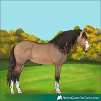 Horse Color:Bay Dun 