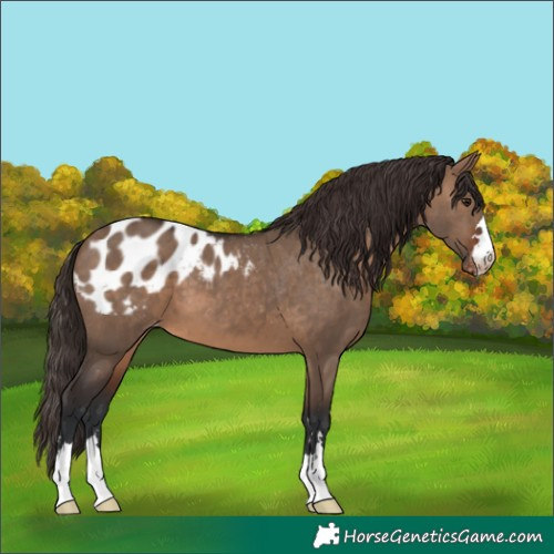 Horse Color:Brown Dun Appaloosa 