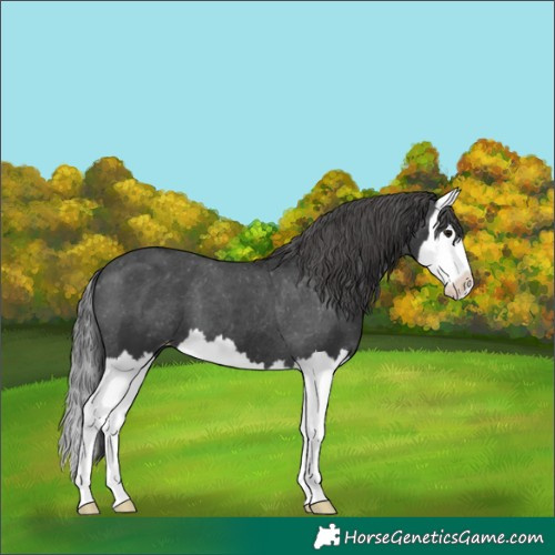 Horse Color:Black Splash Appaloosa 
