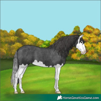 Horse Color:Black Splash Varnish 